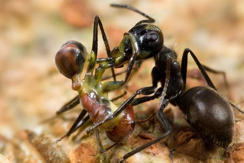 Малазийский взрывающийся муравей
