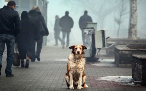 Животные