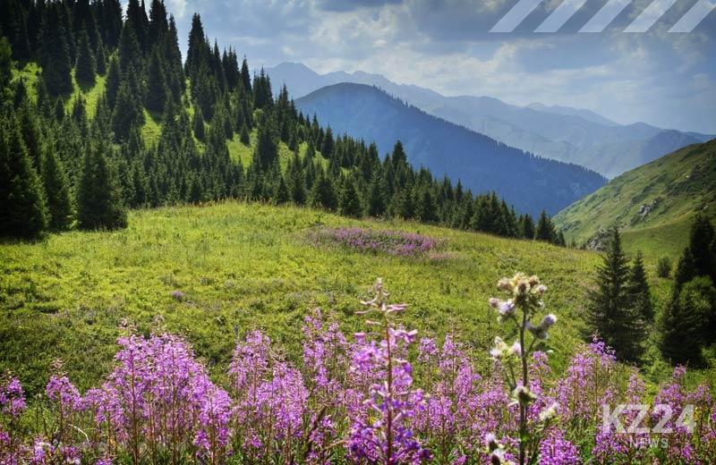 Флора в Казахстане