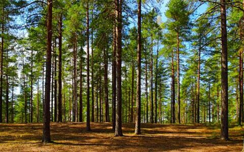 Резерват «Ертіс орманы»