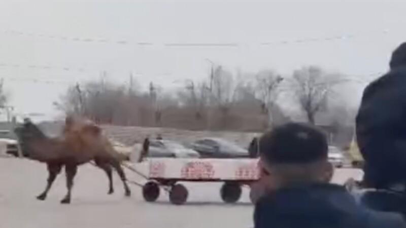 верблюд