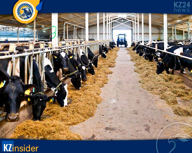Мясные фермы в Казахстане
