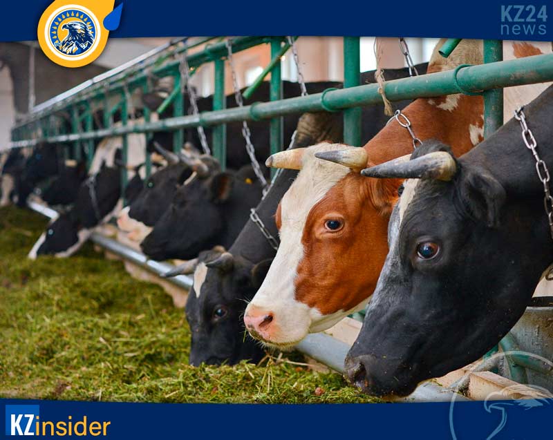 Поголовье крупного рогатого скота