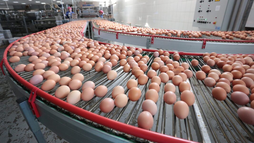 Яйца на фабрике