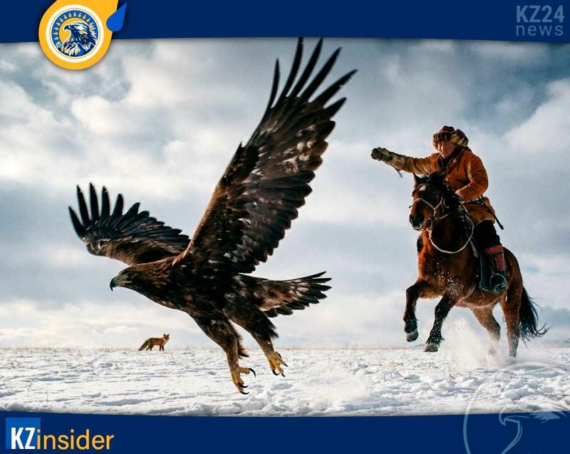 Как проходит охота с беркутом