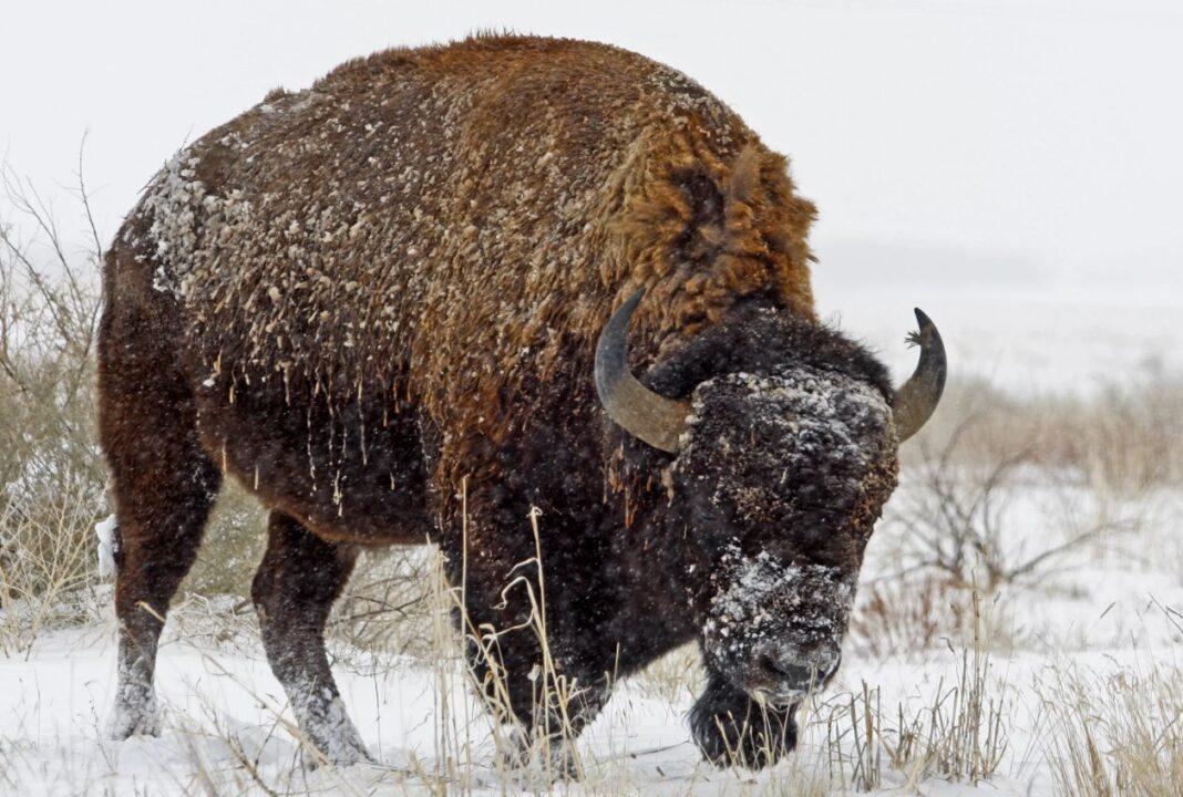 бизон