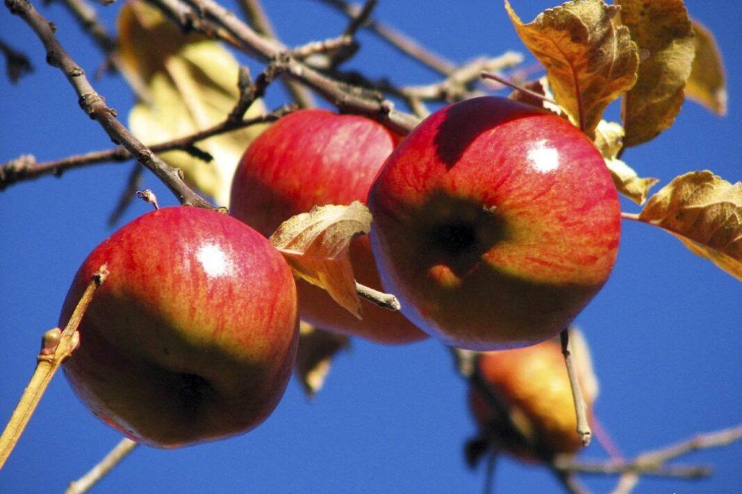 Алматинский апорт