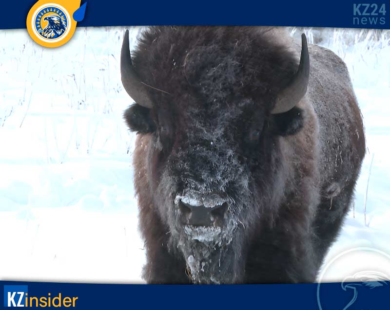 Бизон в Караганде