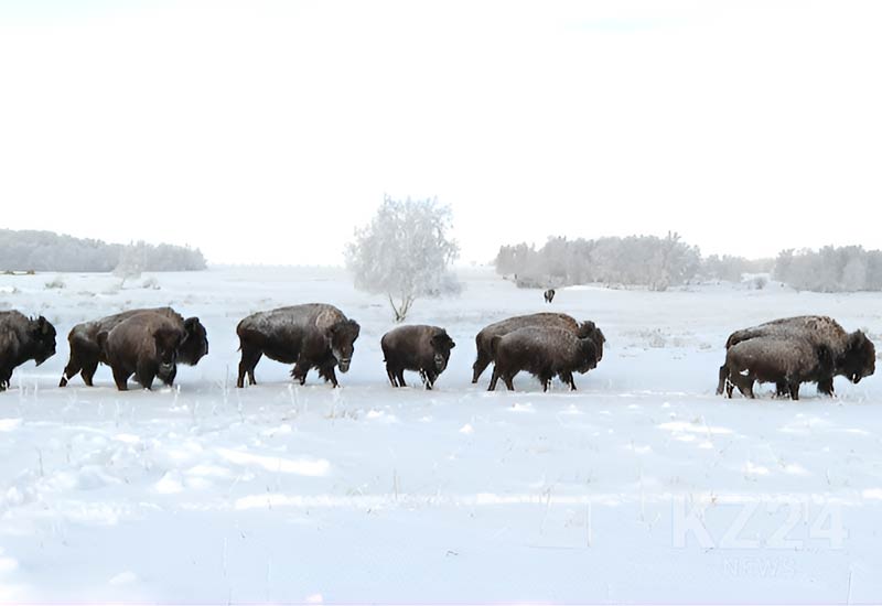 Бизоны, обитающие в национальном парке «Буйратау»