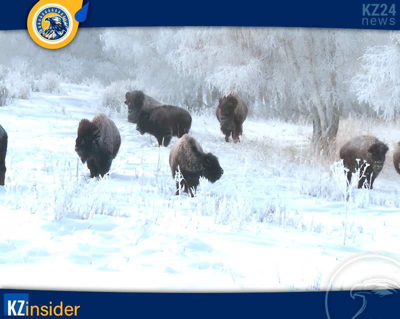 Бизоны парка «Буйратау»