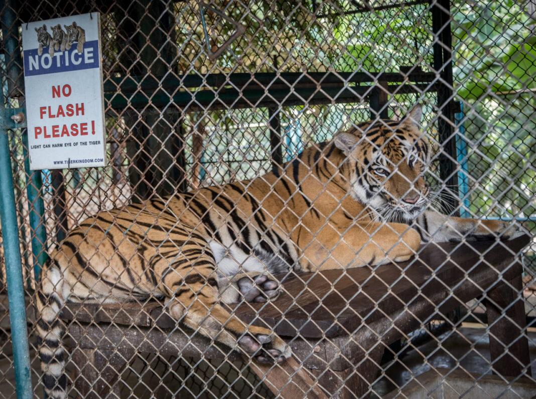 Тигры в зоопарке Таиланда