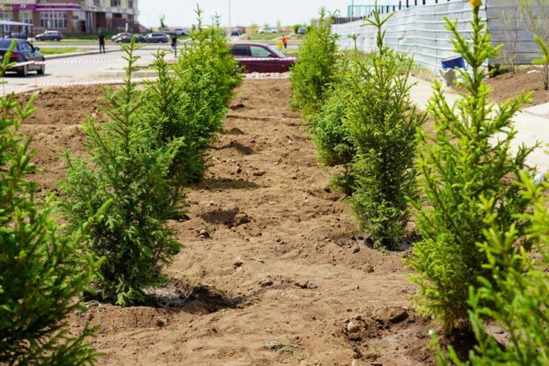 Озеленение