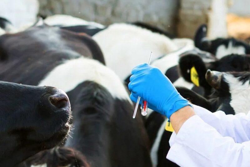 Ветконтроль