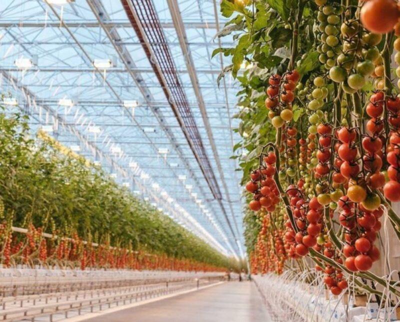 Крупнейший тепличный комплекс строят на юге Казахстана