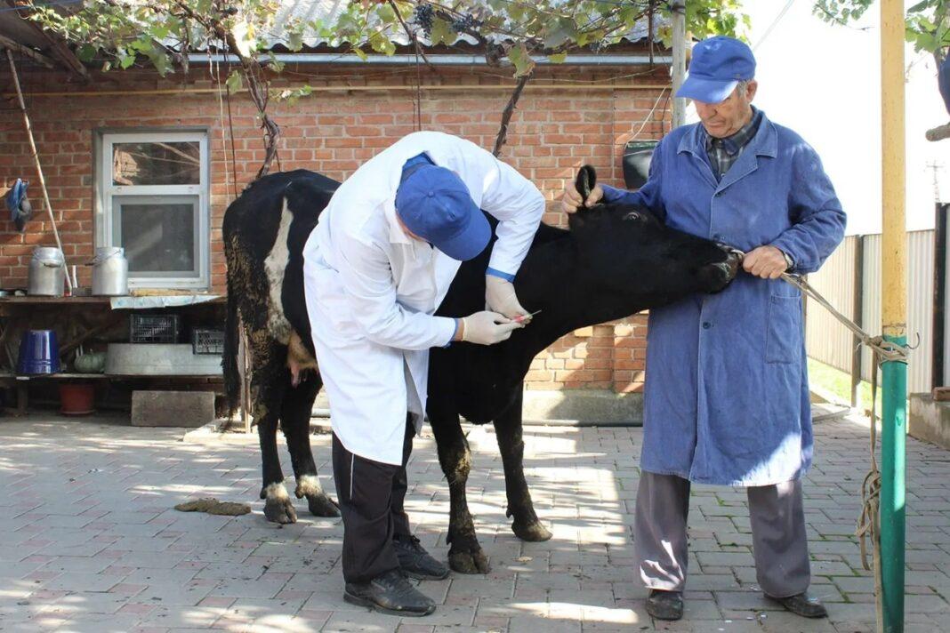 Работа ветеринара