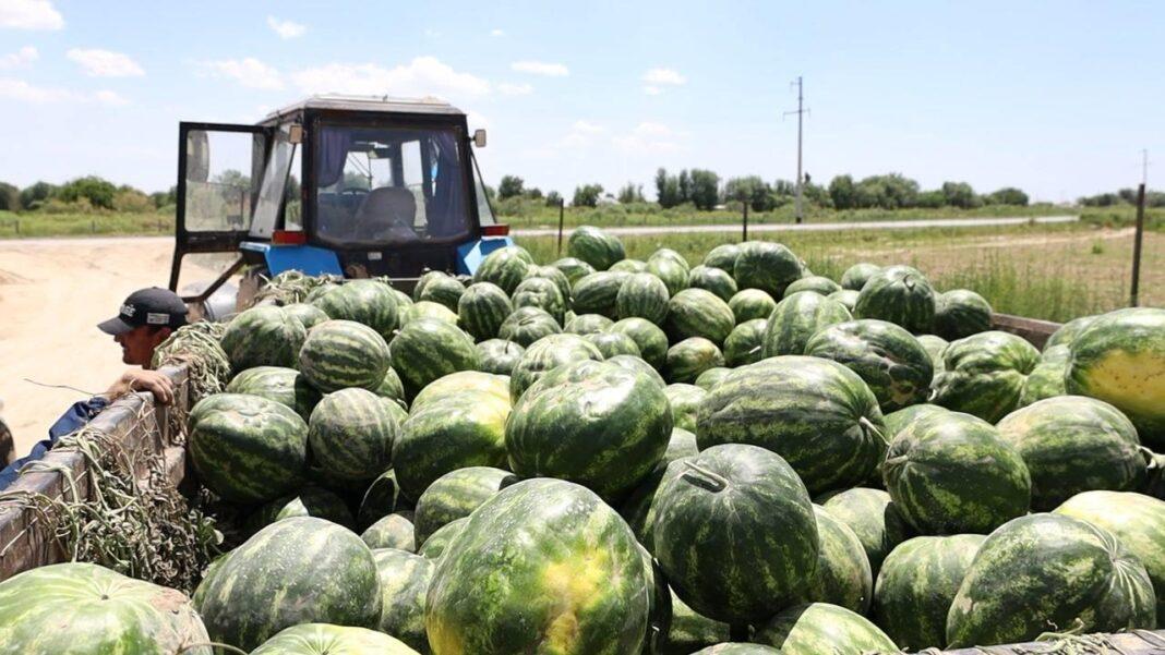 Сбор арбузов