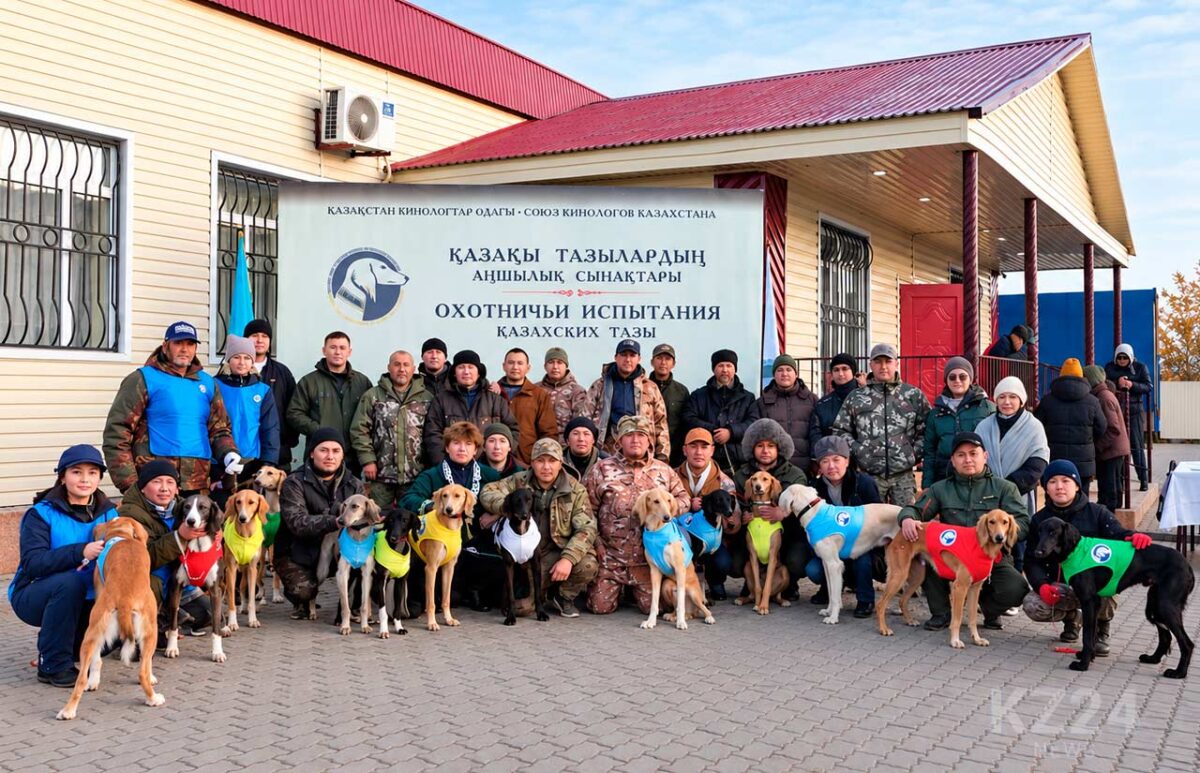Казахская тазы в деле: в Карагандинской области проверили охотничьи качества борзых 1 Испытания охотничьих качеств казахских тазы